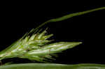 Asian shortstem sedge